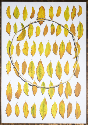 MARK WOOLLER Autumn Circle