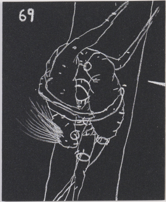 RICHARD LEWER untitled (69)