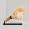 A Shell Pūtātara, Aotearoa