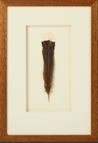 A Framed Huia Feather, Aotearoa