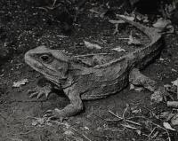 JOHN JOHNS Stephen's Island, Tuatara