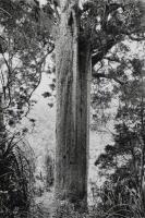 JOHN JOHNS The Square Kauri, Coromandel