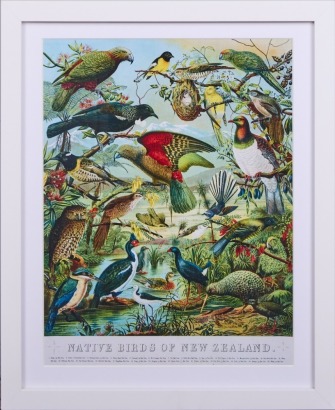 A Framed Vintage Buller&rsquo;s Birds Reproduction Print - Native Birds of New Zealand