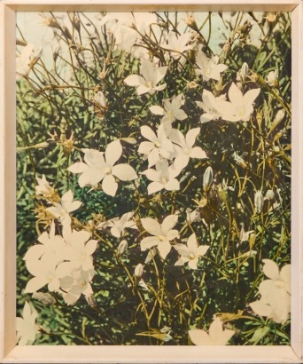 A Vintage Print of Jasmine Flowers