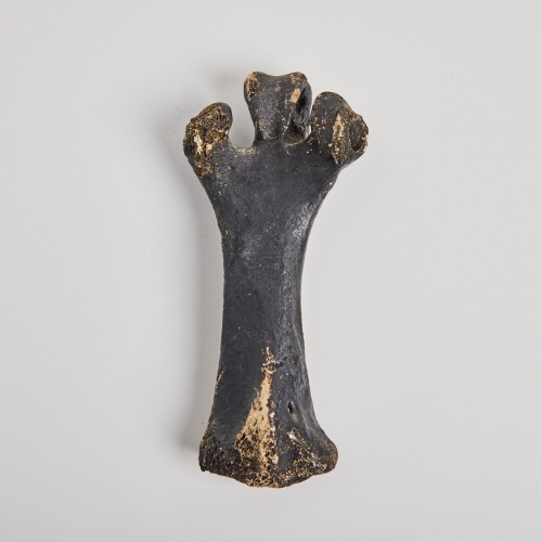 A Leg Bone of a Little Bush Moa, Aotearoa