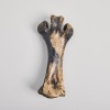 A Leg Bone of a Little Bush Moa, Aotearoa - 2