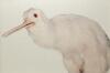 Robert Trathen - Albino Kiwi