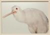 Robert Trathen - Albino Kiwi - 2