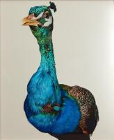 Robert Trathen - Peacock