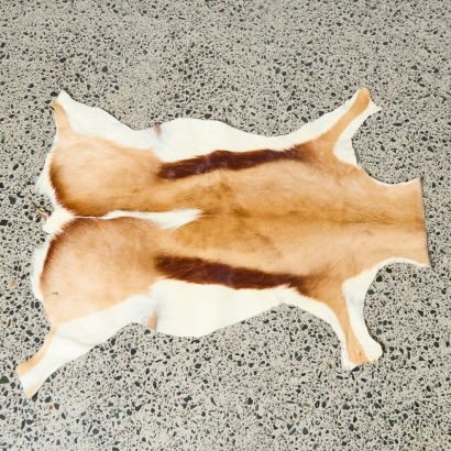 A Springbok Hide