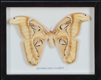 A Framed Female Giant Atlas Moth