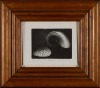 LOIS MCIVOR Shells - 2