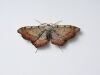 ELIZABETH THOMSON Pūrēhua, Koromiko Rd