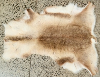 A Reindeer Hide