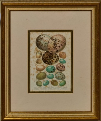 A Birds Egg Identification Illustration Reproduction A/F