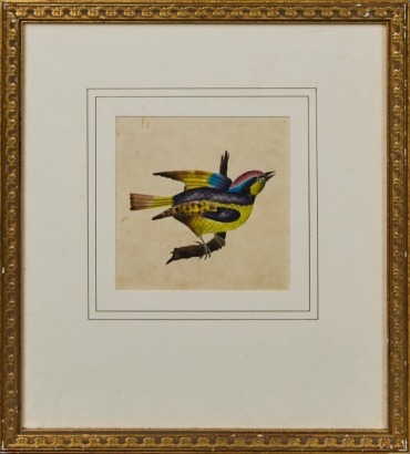 A Bird Illustration Reproduction Print