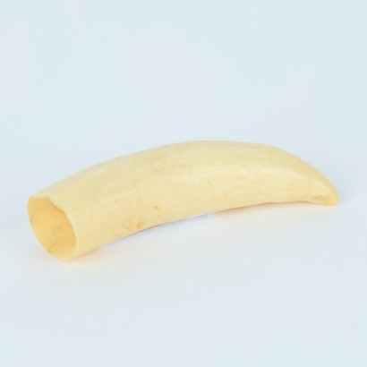A Whale Tooth