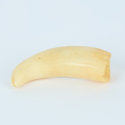 A Whale Tooth