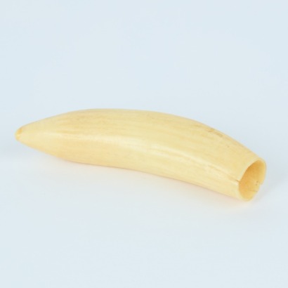 A Whale Tooth