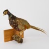 A Wall Mounted Taxidermy Pheasant