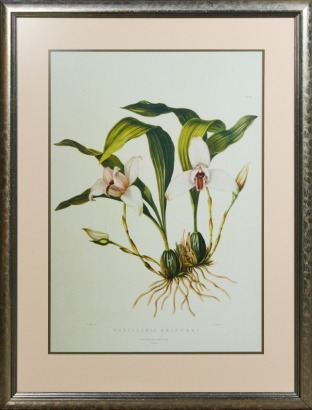 A Large Framed J Ridgeway and Sons Orchid Print