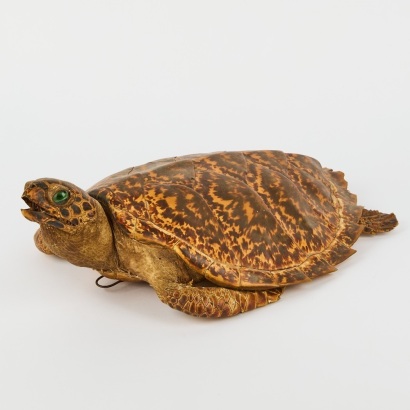 An Antique Taxidermy Turtle