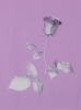 HYE RIM LEE Pink Rose