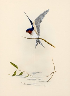JANET MASRHALL Welcome Swallow