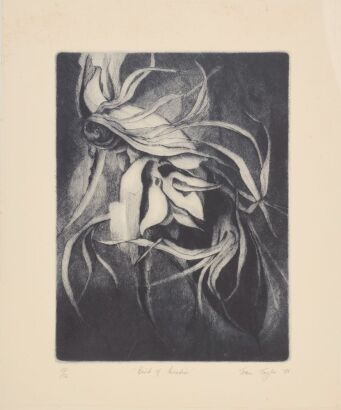 JOAN TAYLOR Birds of Paradise