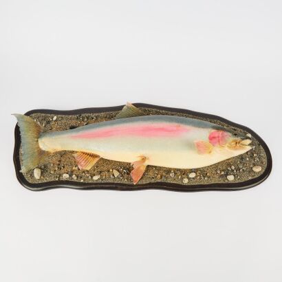 A Mounted Trout