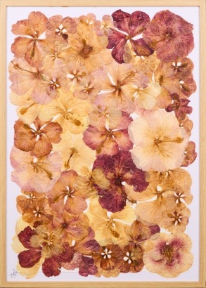 A Large Dried Hibiscus Flower Framed Hanging