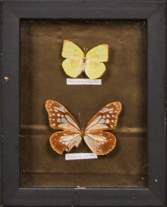 A Pair of Butterflies In a Frame