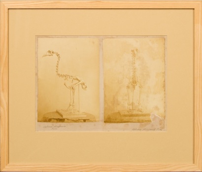 PHOTOGRAPHER UNKNOWN Skeleton of Aptornis Otidiformis Owen