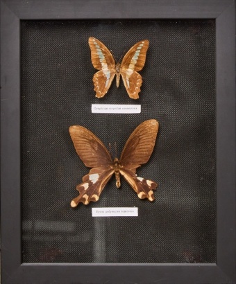 A Pair of Butterflies In a Frame