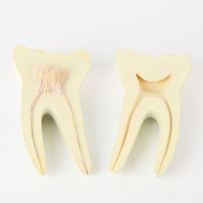 An Educational Tooth