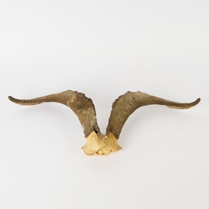 A Pair of Goat Horns