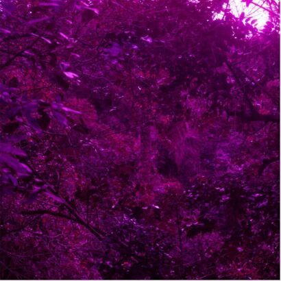 GABBY O'CONNOR High Fern and Tutu (Magenta)