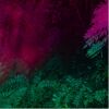 GABBY O'CONNOR High Fern and Tutu (Magenta and Green)