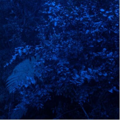 GABBY O'CONNOR High Fern and Tutu (Midnight Blue)