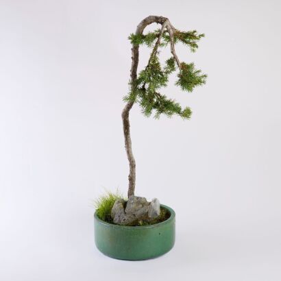 A Chinese Spruce Bonsai Plant