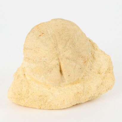 A Fossilised Sea Dollar