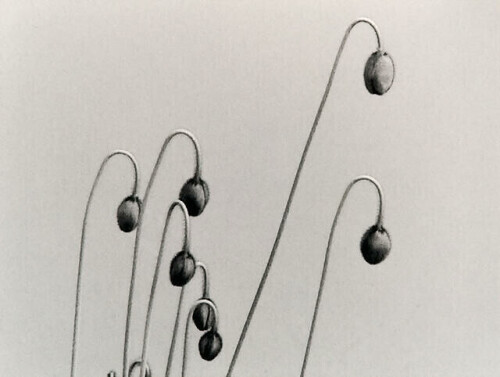 Poppies by Peter Peryer