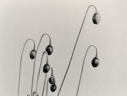 Poppies by Peter Peryer