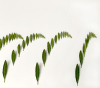 Elizabeth Thomson: Green Sees Things in Waves (2025)