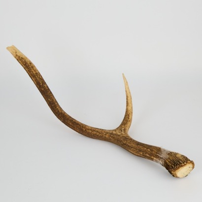 A Deer Antler