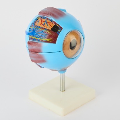 An Educational Eyeball Display