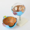 An Educational Eyeball Display - 2