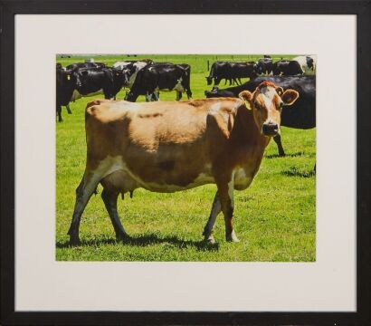 A Framed Cow Print