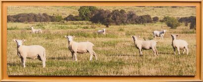 A Framed Sheep Print