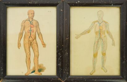 A Pair of Vintage Anatomical Prints